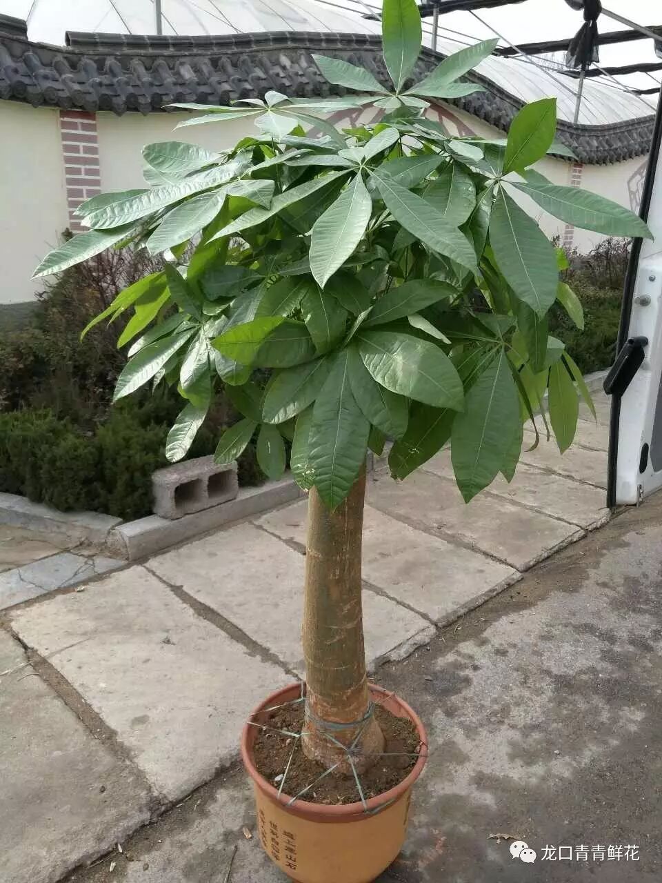 平安树