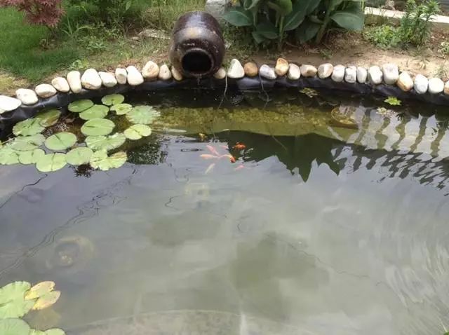 老公就为了养锦鲤,在花园挖了1.8米深水景鱼池,结果被美到!