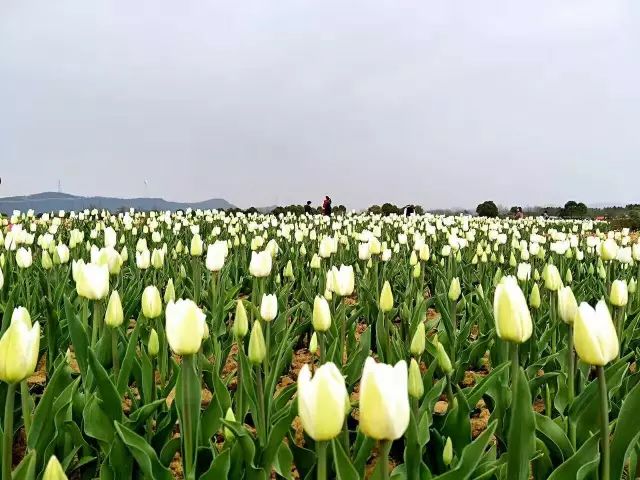 这里就是位于合肥的国家aaaa级景区—半汤郁金香高地.