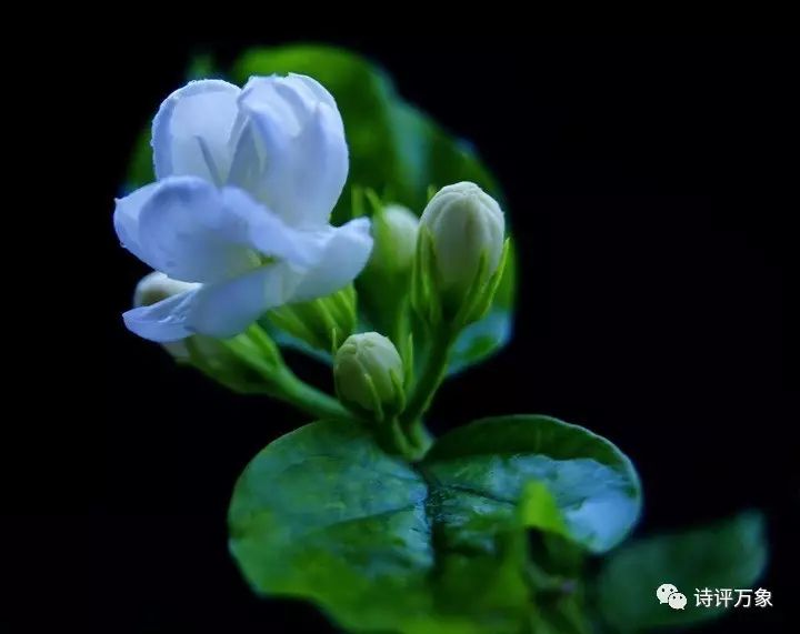 "送君茉莉,请君莫离 然而,是花,总会凋零 而茉莉的花期只有一天 只要