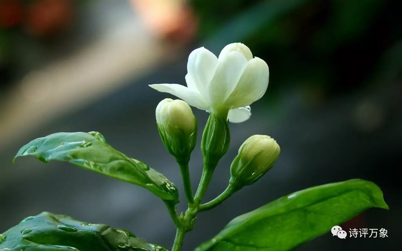 风入松  茉莉花
