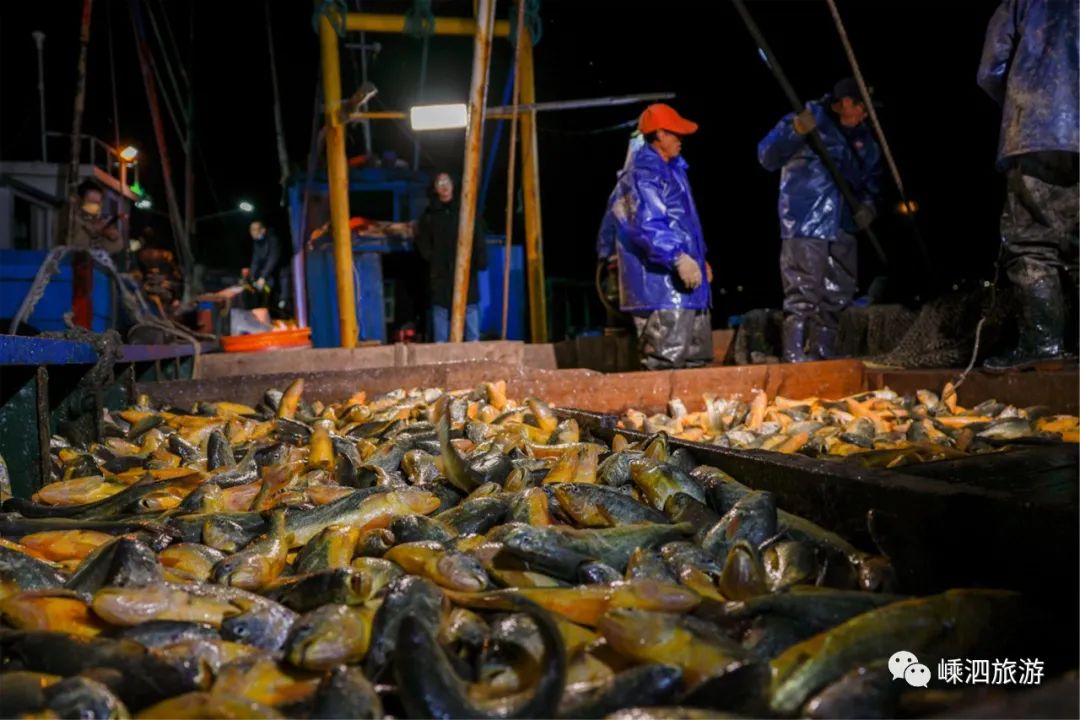 冬日天冷]吃点大黄鱼补补20日晚,渔民们共捕捞了8000余斤大黄鱼