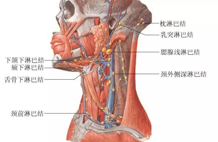 当淋巴结肿大时,可摸到皮肤下有圆形,椭圆形或条索状的结节.