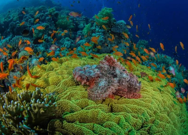 大堡礁(great barrier reef queensland, australia)是世界上最大