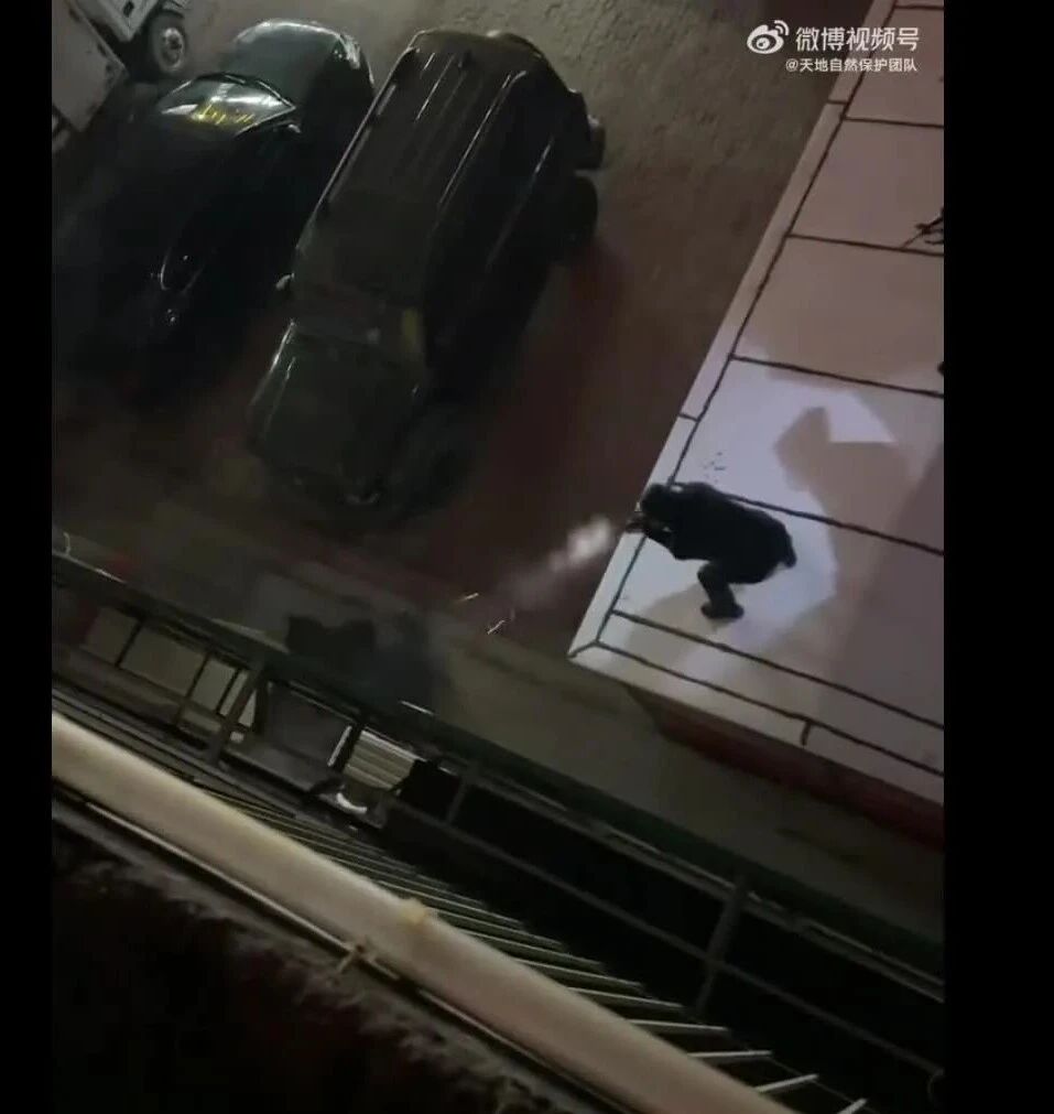 黑熊闯进超市咬90岁老人被击毙,东北特警击毙无辜黑熊，广东网友：煮熟了分吃