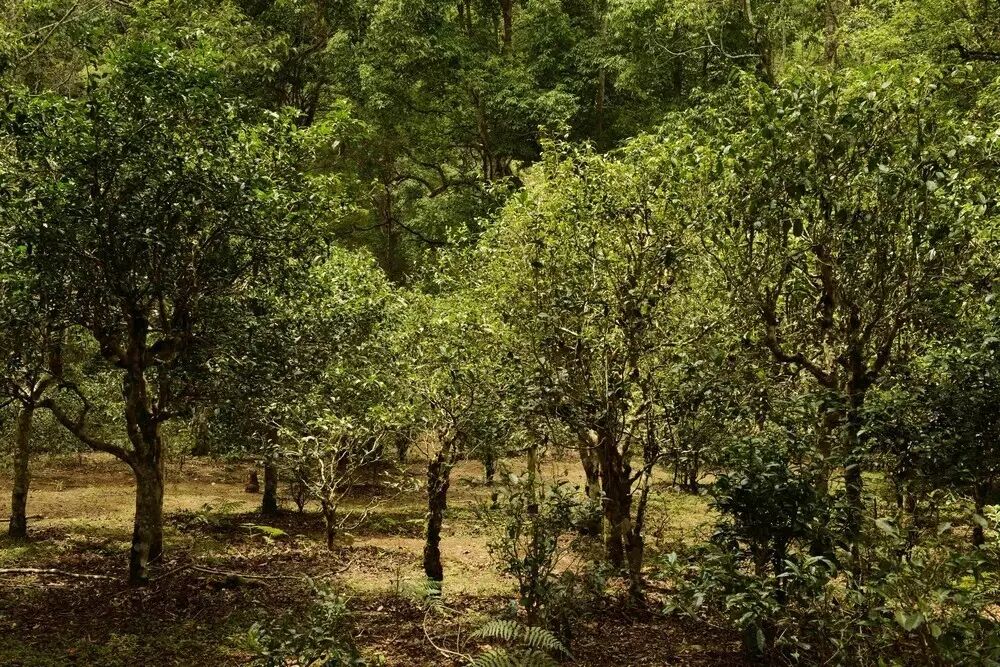 揭秘|云南省古树茶面积与产量