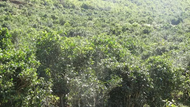 揭秘|云南省古树茶面积与产量 揭秘|云南省古树茶面积与产量