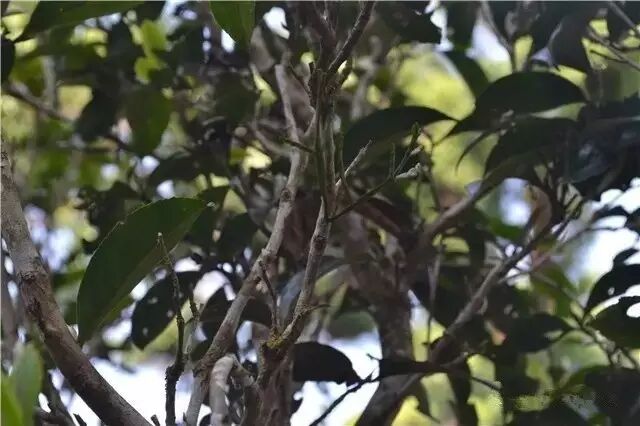 揭秘|云南省古树茶面积与产量