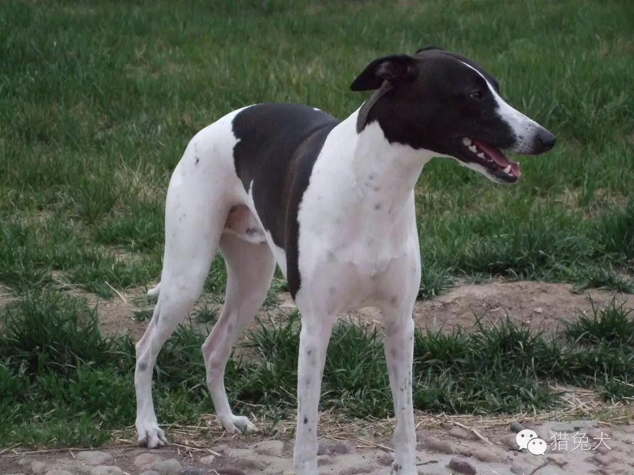 改良肉狗单血格力格力猎兔犬马犬训练视频马犬喂养注意事项拉布拉多