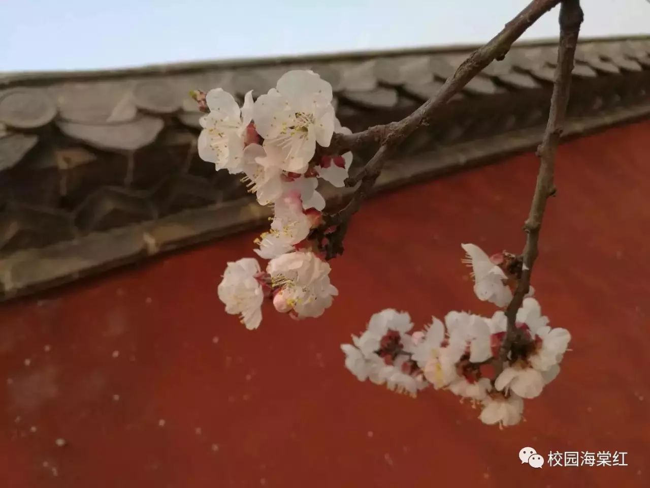 一枝红杏出墙来
