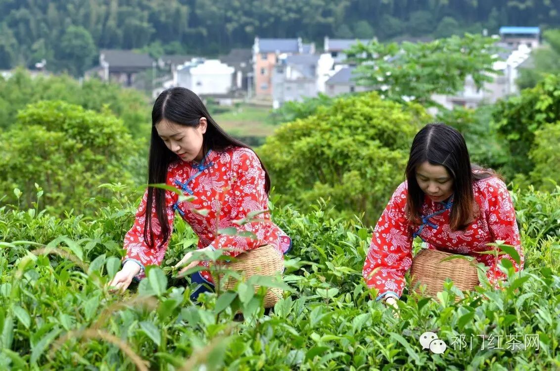 祁门红茶茶树品种