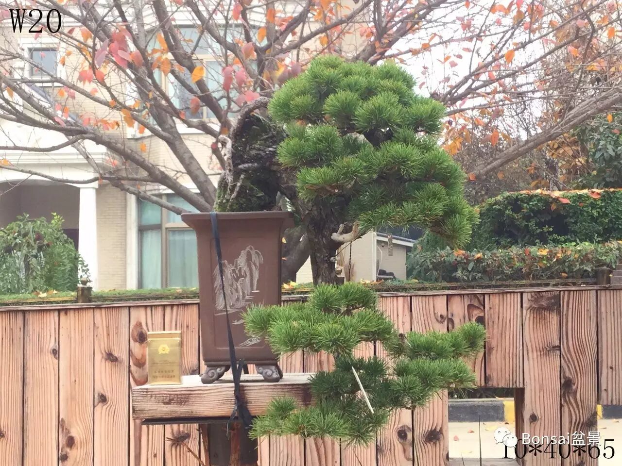 中国盆景是一个庞大的艺术体系