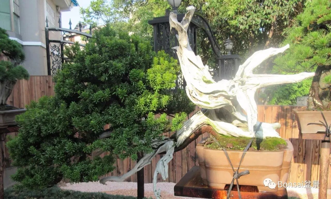 中国盆景是一个庞大的艺术体系