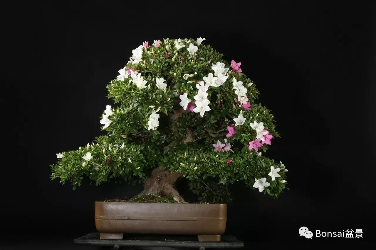 中国盆景是一个庞大的艺术体系