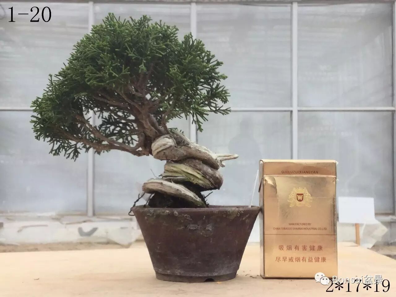 中国盆景是一个庞大的艺术体系