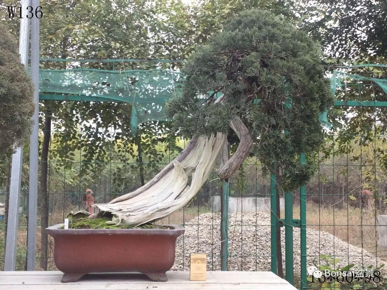 中国盆景是一个庞大的艺术体系