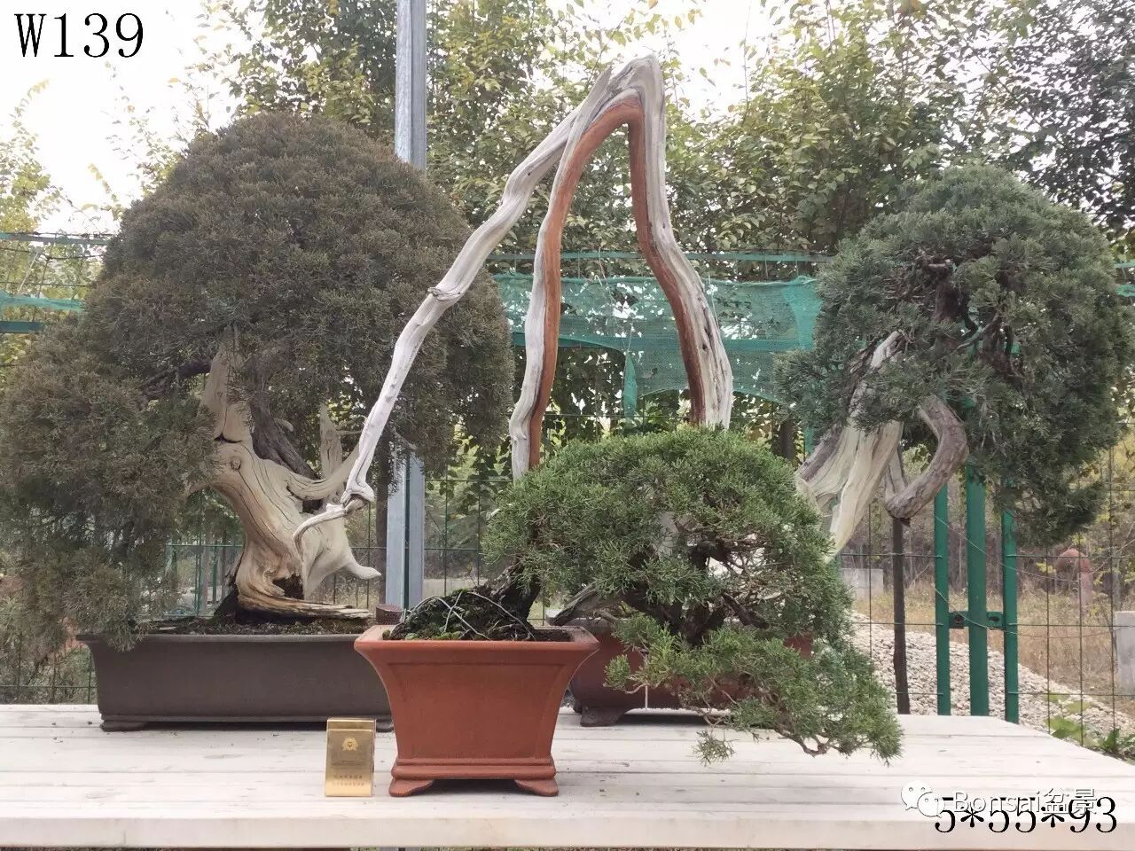 中国盆景是一个庞大的艺术体系