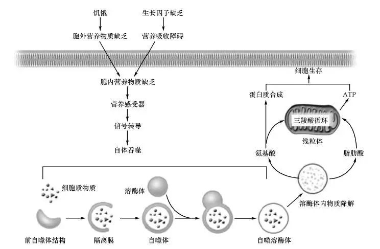 细胞应对饥饿和生长因子缺乏的自噬过程