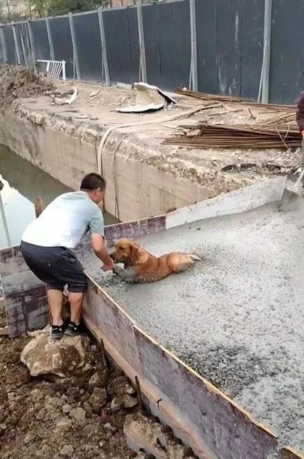 水泥工人：“这谁家的狗，还要不要了?”