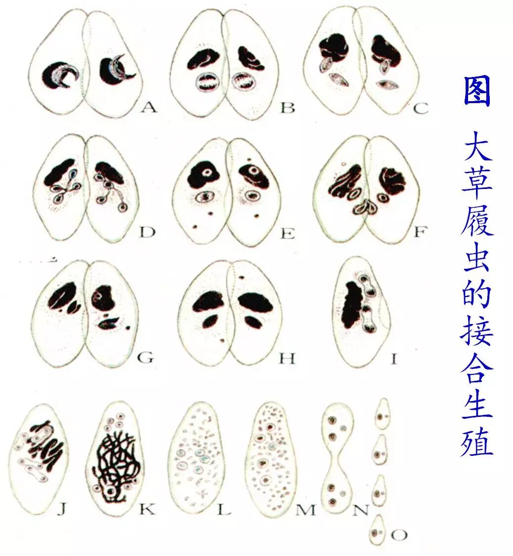 原生动物——单细胞世界的精灵