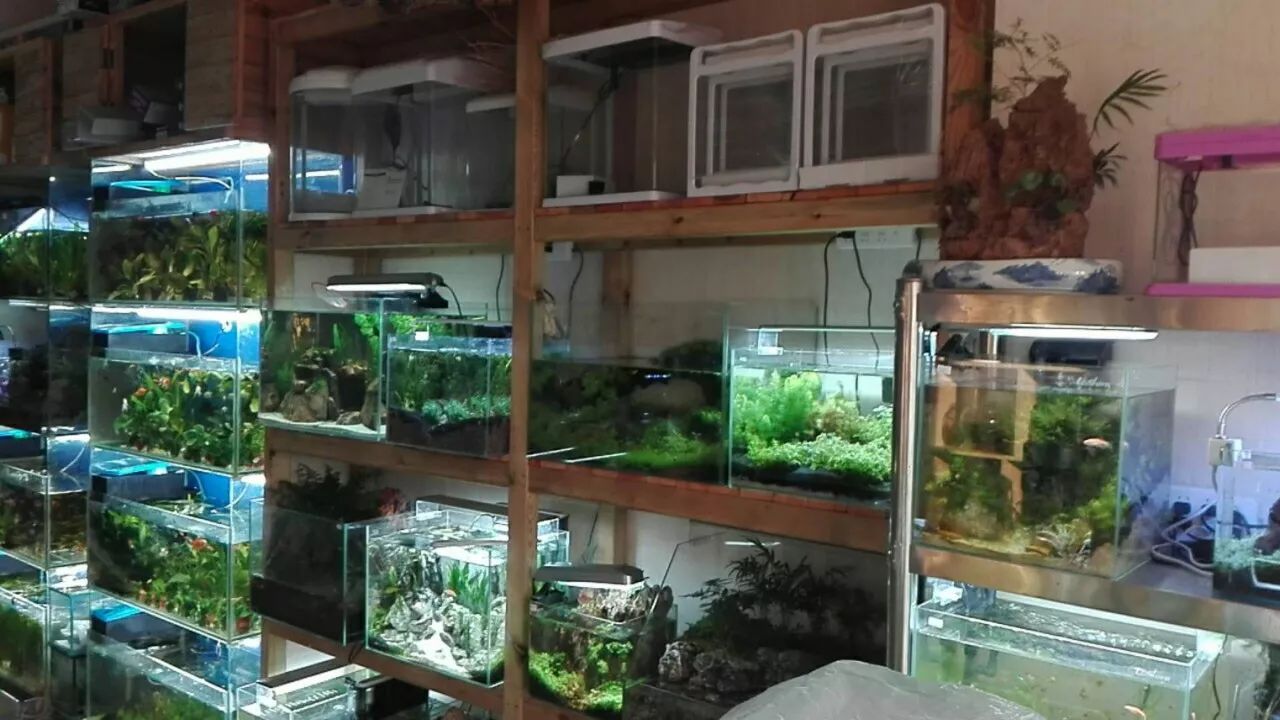 万达好店之恩典水族馆:为你的生活平添更多艺术气息 首次进店送金鱼啦