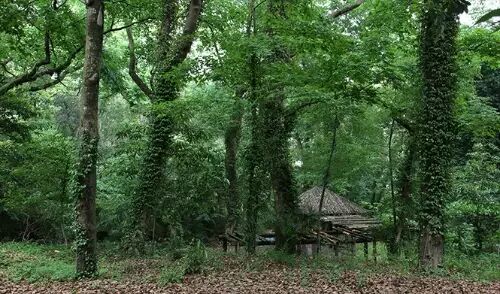 朴有天 朴嘉熙_一类沙二类沙三类沙_沙朴