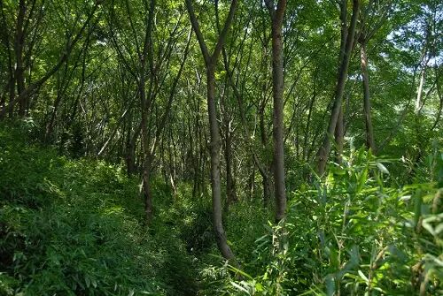 一类沙二类沙三类沙_朴有天 朴嘉熙_沙朴