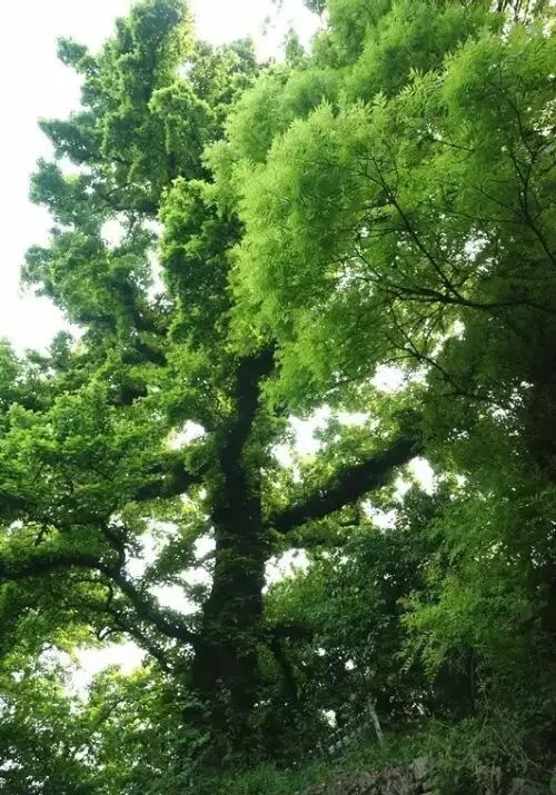 一类沙二类沙三类沙_沙朴_朴有天 朴嘉熙