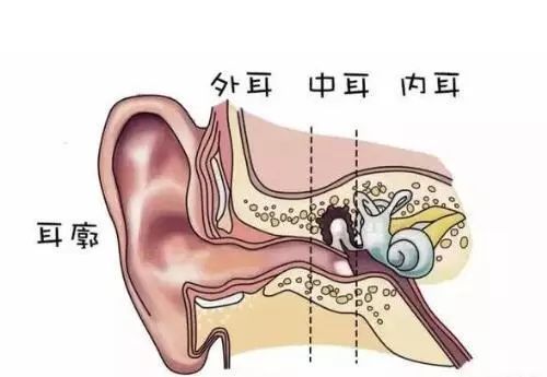 耳朵的结构分为三部分:外耳,中耳,内耳.