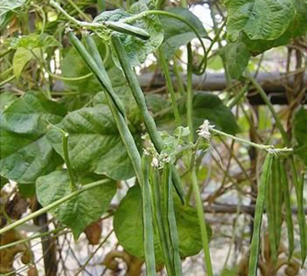 药食同源植物辞典丨赤小豆