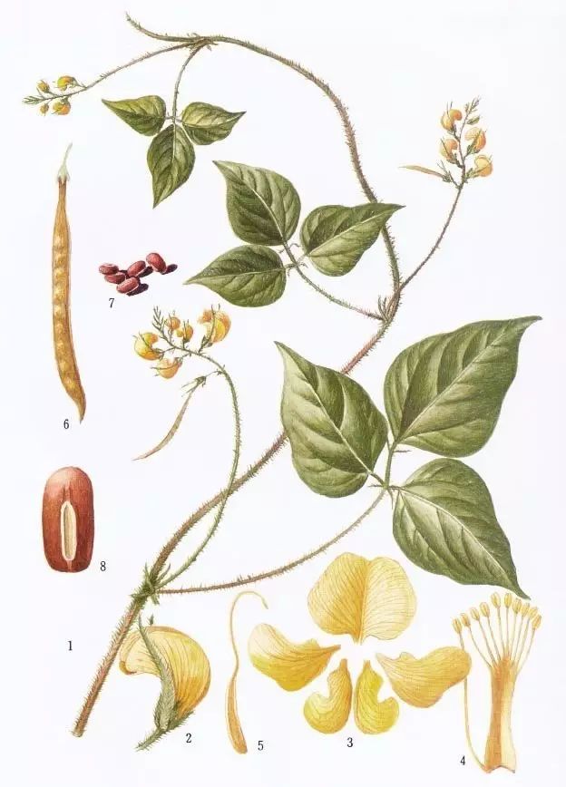 药食同源植物辞典丨赤小豆