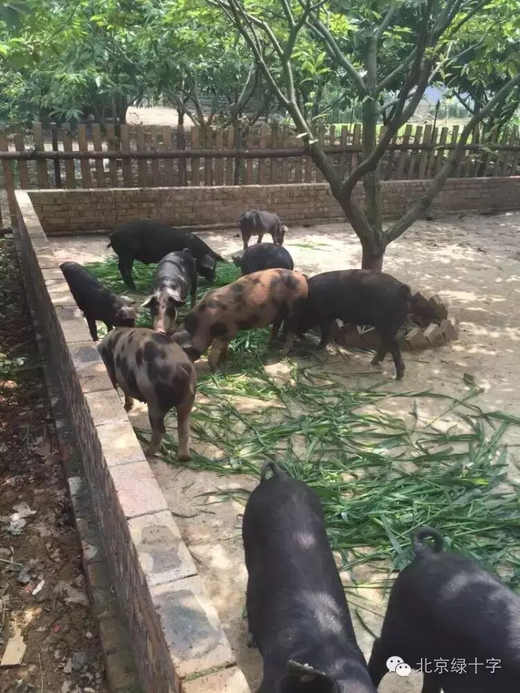 孙氏养猪法就是让农民养猪不再有异味,养猪很干净,四十年前城市的卫生间不在家中,后来为何把卫生间搬到家里,就是人&ldquo;发明&rdquo;...