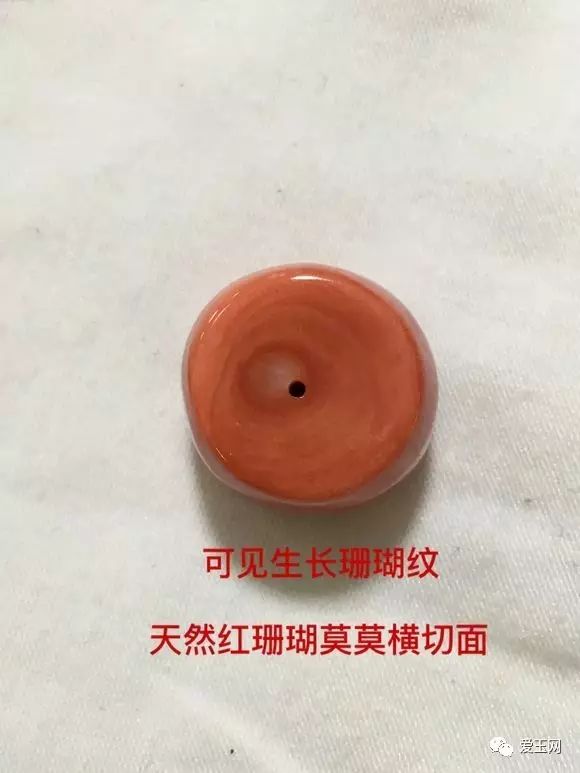 如何提防无良商家用海竹,海柳冒充珊瑚