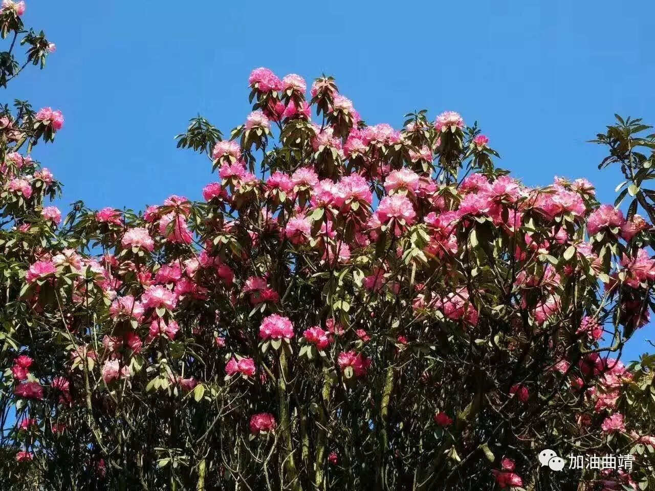 带上一颗漫步春天,在山间撒野的芳心,麒麟东山杜鹃花海等着你来…… 3