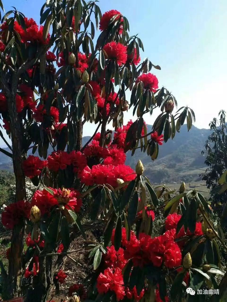 曲靖杜鹃花海,三月飞花漫天香!东山杜鹃花旅游文化节魅力来袭!