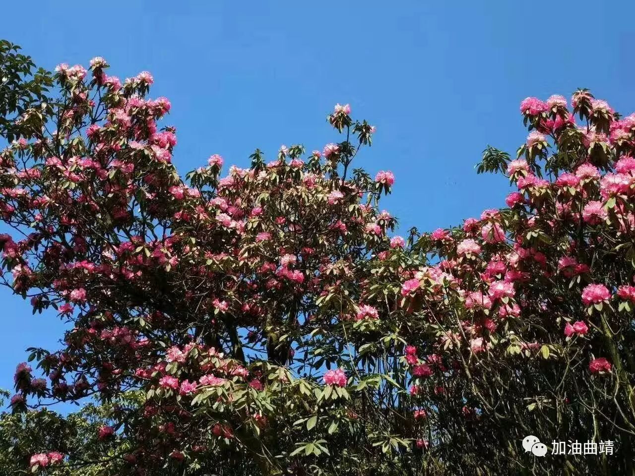 曲靖杜鹃花海,三月飞花漫天香!东山杜鹃花旅游文化节魅力来袭!