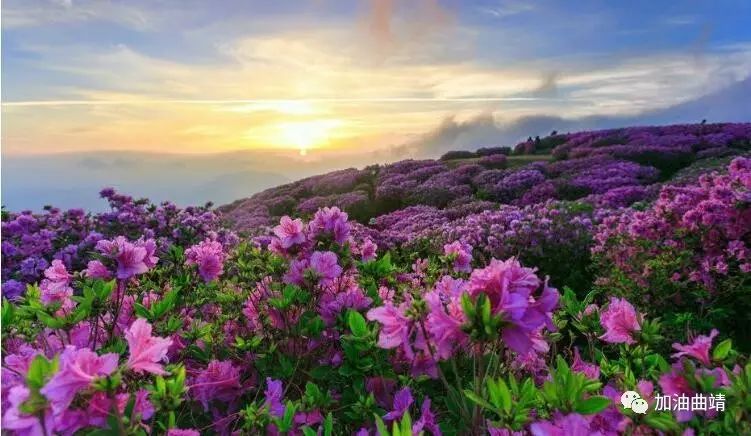 曲靖杜鹃花海,三月飞花漫天香!东山杜鹃花旅游文化节魅力来袭!