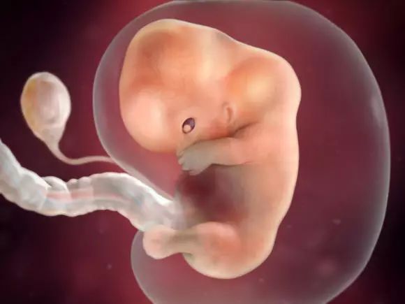 胚胎的循环系统已经开始形成, 心脏开始有规律的跳动并且开始供血.