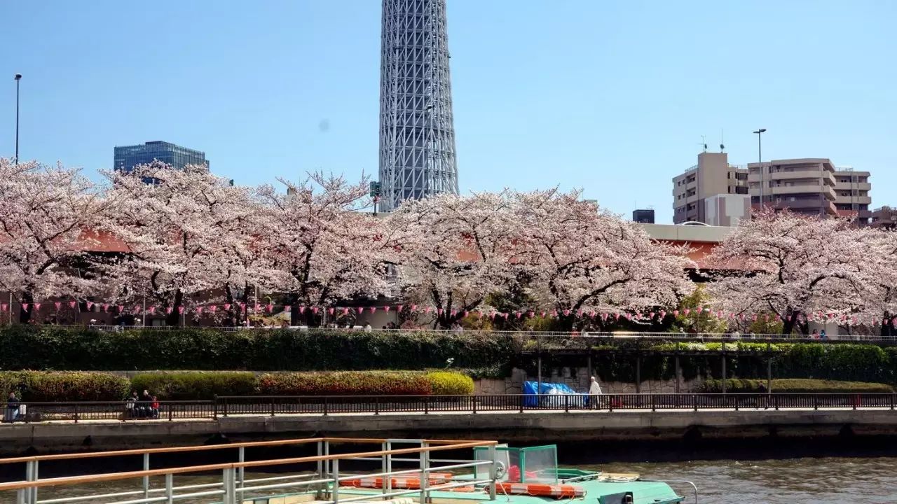 隅田公园樱花大约1000株,从隅田川的游船眺望两岸的樱木大道