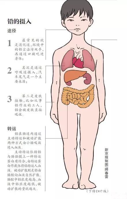 2,小儿牙齿发育时,因牙龈痒,去啃食含铅的油漆涂层,从而导致铅中毒