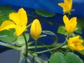 35种水生植物科普 - 次生壁 - 生物专人的博客 35种水生植物科普 - 次生壁 - 生物专人的博客
