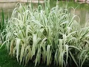 35种水生植物科普 - 次生壁 - 生物专人的博客 35种水生植物科普 - 次生壁 - 生物专人的博客