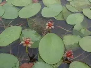 35种水生植物科普 - 次生壁 - 生物专人的博客 35种水生植物科普 - 次生壁 - 生物专人的博客