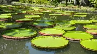 35种水生植物科普 - 次生壁 - 生物专人的博客 35种水生植物科普 - 次生壁 - 生物专人的博客