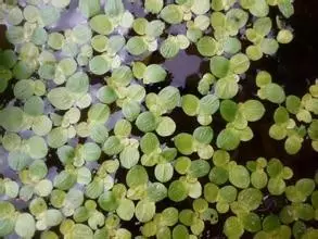 35种水生植物科普 - 次生壁 - 生物专人的博客 35种水生植物科普 - 次生壁 - 生物专人的博客