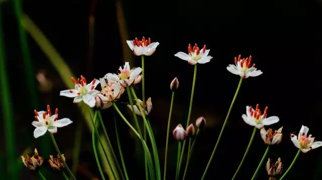 35种水生植物科普 - 次生壁 - 生物专人的博客 35种水生植物科普 - 次生壁 - 生物专人的博客