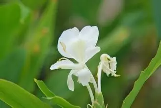 35种水生植物科普 - 次生壁 - 生物专人的博客 35种水生植物科普 - 次生壁 - 生物专人的博客