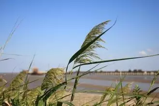 35种水生植物科普 - 次生壁 - 生物专人的博客 35种水生植物科普 - 次生壁 - 生物专人的博客
