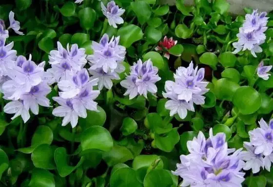 35种水生植物科普 - 次生壁 - 生物专人的博客 35种水生植物科普 - 次生壁 - 生物专人的博客