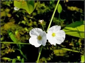 35种水生植物科普 - 次生壁 - 生物专人的博客 35种水生植物科普 - 次生壁 - 生物专人的博客
